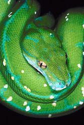 green snake